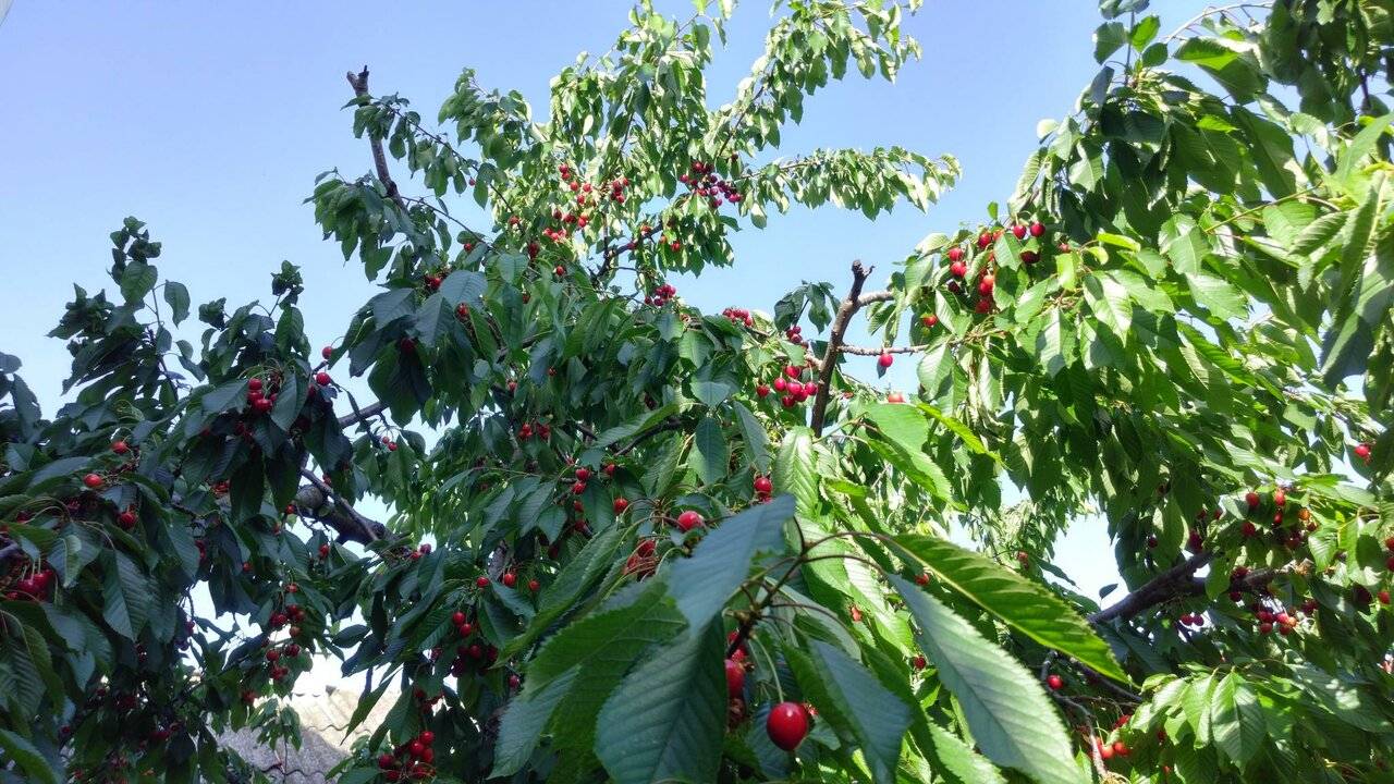 Фото Гостиницы Домик у моря Анапа 51